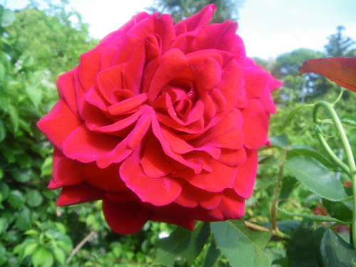 薔薇　２０１６－５－８