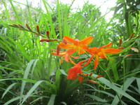 花　２０１９－６－２６ 2019/06/26 11:18:53