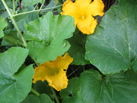 花　２０１９－８－１８ 2019/08/18 19:21:19