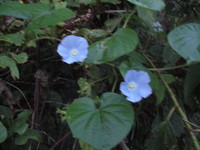 花　２０１９－９－１７ 2019/09/17 12:17:44
