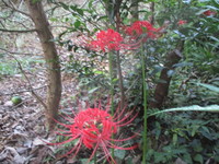 花　２０１９－９－２６ 2019/09/26 11:10:51