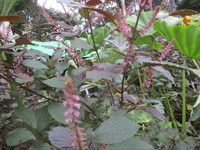 花　２０１９－９－２９ 2019/09/29 11:36:37