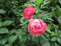 薔薇　２０１９－１０－１６　 2019/10/16 14:04:56