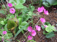 花　２０１９－１０－２７ 2019/10/27 12:22:09