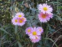 花　２０１９－１１－１７ 2019/11/17 16:24:16