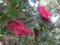 樹木の花　２０１９－１１－１９ 2019/11/19 13:13:21