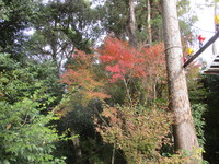 紅葉　２０１９－１２－１１ 2019/12/11 17:42:16