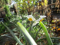 花　２０１９－１２－２３ 2019/12/23 14:53:09