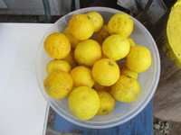 収穫　２０１９－１２－２４ 2019/12/24 17:23:05
