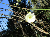 樹木の花　２０２０－１－２１ 2020/01/21 13:27:45