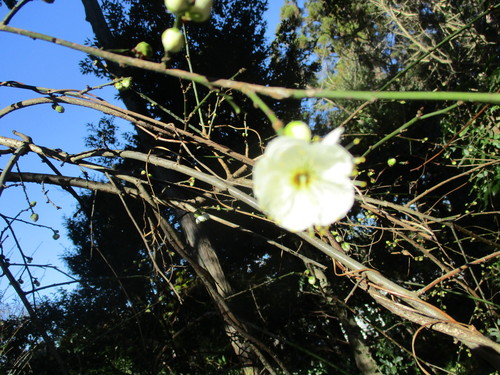 樹木の花　２０２０－１－２１