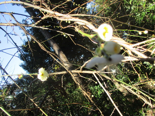樹木の花　２０２０－１－２１