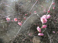 樹木の花　２０２０－１－３０ 2020/01/30 18:25:24