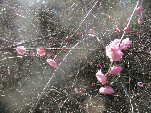 樹木の花　２０２０－１－３０