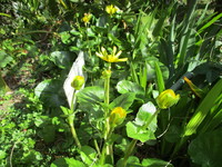 花　２０２０－１－３１ 2020/01/31 16:17:48