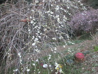 樹木の花　２０２０－２－１２ 2020/02/12 13:37:40