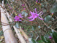 樹木の花　２０２０－２－２５ 2020/02/25 16:11:48