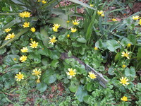 花　２０２０－２－２５ 2020/02/25 16:16:25
