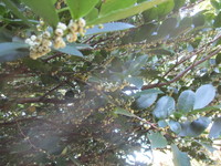 樹木の花　２０２０－３－１２ 2020/03/12 16:33:02