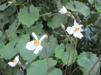 花　２０２０－３－１２ 2020/03/12 16:36:21