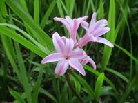 花　２０２０－３－１６ 2020/03/16 13:01:55