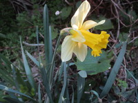 花　２０２０－３－２５ 2020/03/26 17:37:37