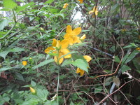 樹木の花　２０２０－３－３０ 2020/03/30 12:20:13