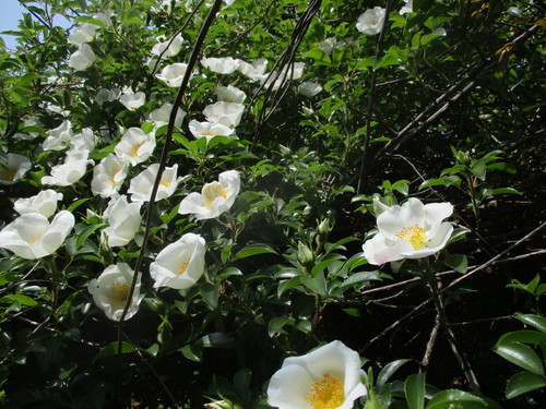 樹木の花　２０２０－４－１６