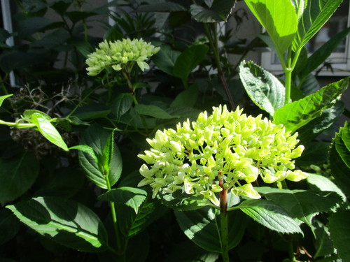 樹木の花　２０２０－５－２４