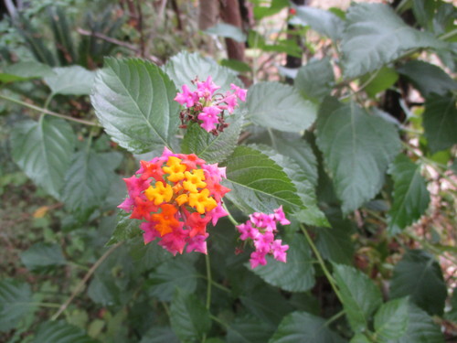 樹木の花　２０２０－１１－１