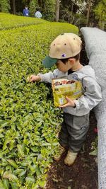 新茶