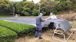 大走り新茶