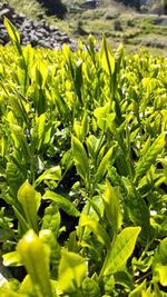新茶