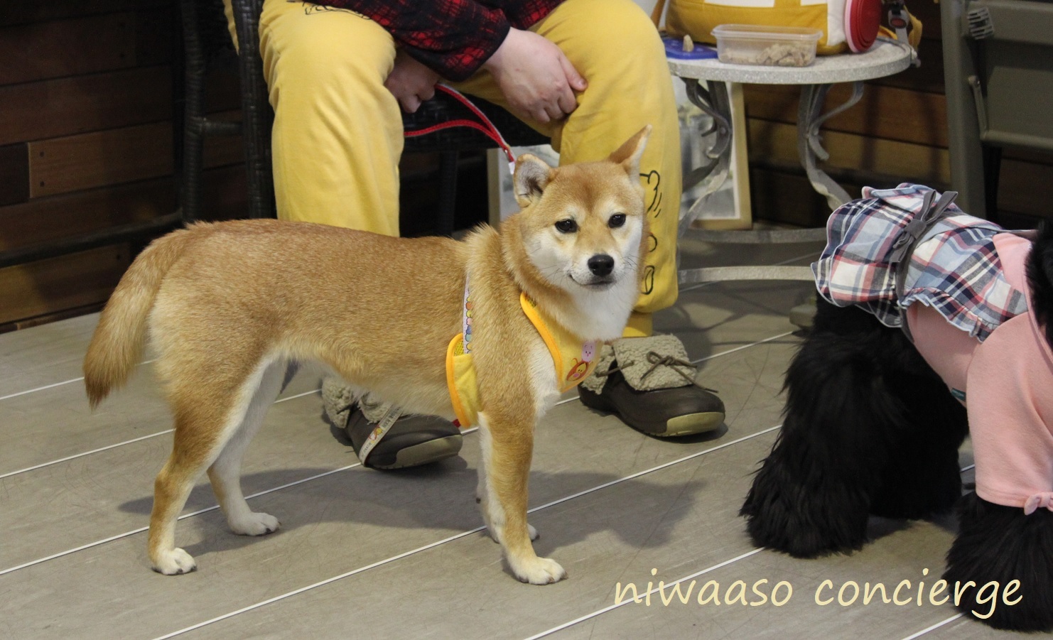 2020年開催!!　【庭あそ】主催の愛犬のしつけ教室、【愛犬と一緒にドッグダンスを踊ろう!!】