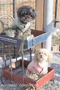 【エクステリア】日当たりの良いフォーカルポイントに、愛犬とくつろぐ空間にリフォーム!!