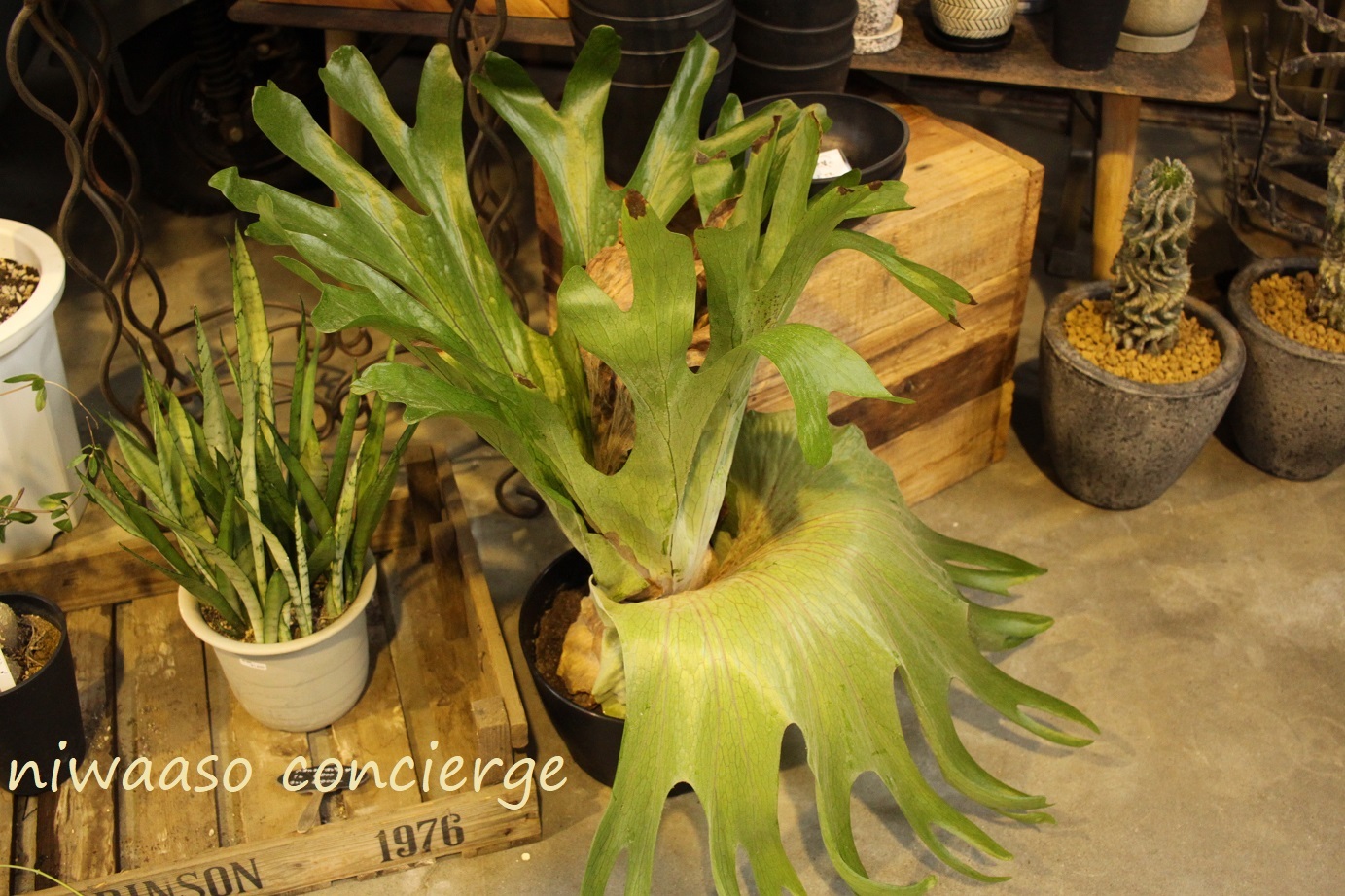 shinichiro様専用 観葉植物 超美形 森の王冠！ビカクシダ・グランデ
