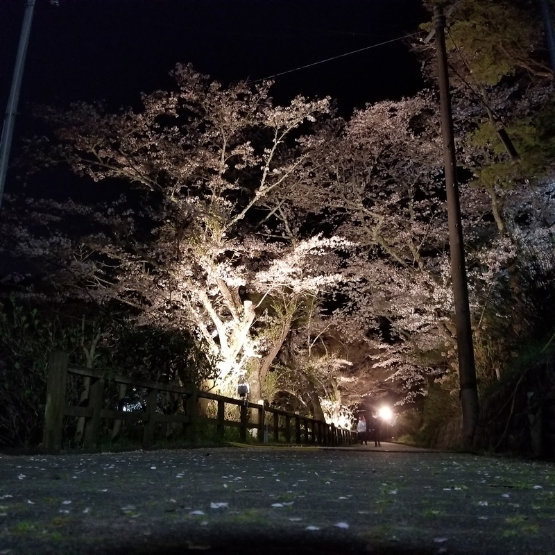 まだ見頃