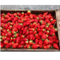 いちご農家のオーナー様の農園へいちご摘みに
