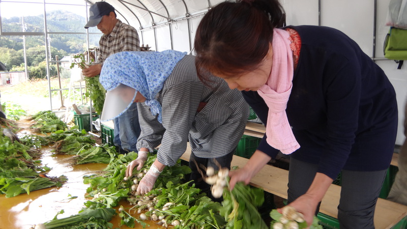 第18回農薬も肥料も使わない家庭菜園教室ニュース