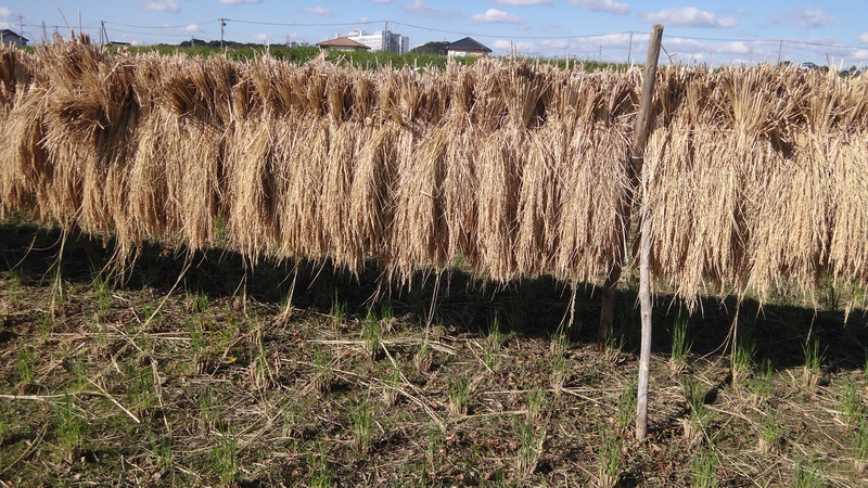 農薬も肥料も使わない家庭菜園教室　田んぼで脱穀