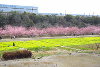 3月9日の「東大山の河津桜」