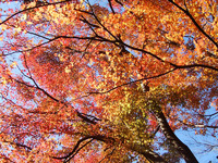 如是庵・洗心亭　紅葉まだ盛り