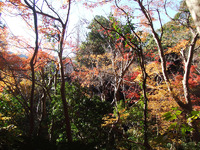 如是庵・洗心亭　紅葉まだ盛り