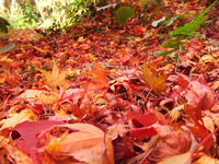 如是庵・洗心亭　紅葉まだ盛り