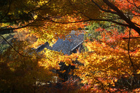 如是庵・洗心亭　紅葉まだ盛り