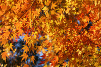 如是庵・洗心亭　紅葉まだ盛り