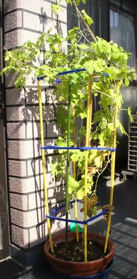 頑張ってます！（パートⅣ） 2011/09/29 15:11:17