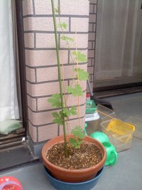 頑張ってます！（PartⅡ） 2011/08/08 11:25:27