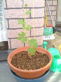 頑張ってます！ 2011/08/04 16:56:41
