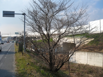 サクラ